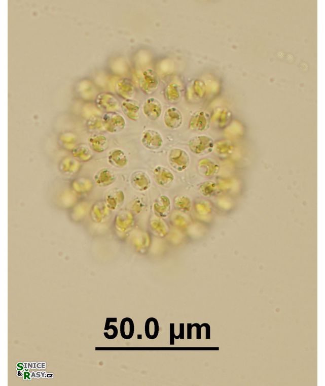 Uroglenopsis