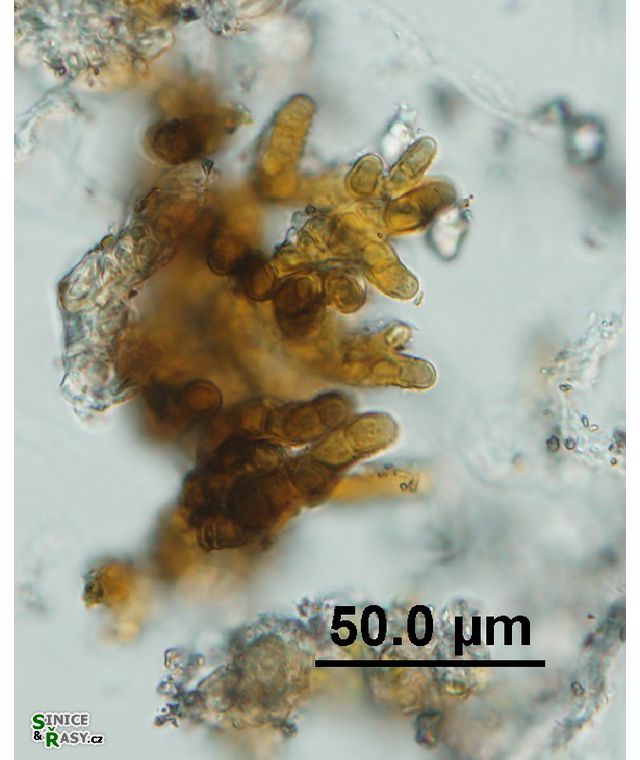 Pleurocapsa brevissima