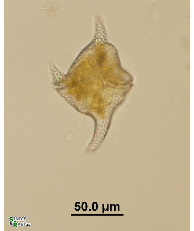 Ceratium cornutum