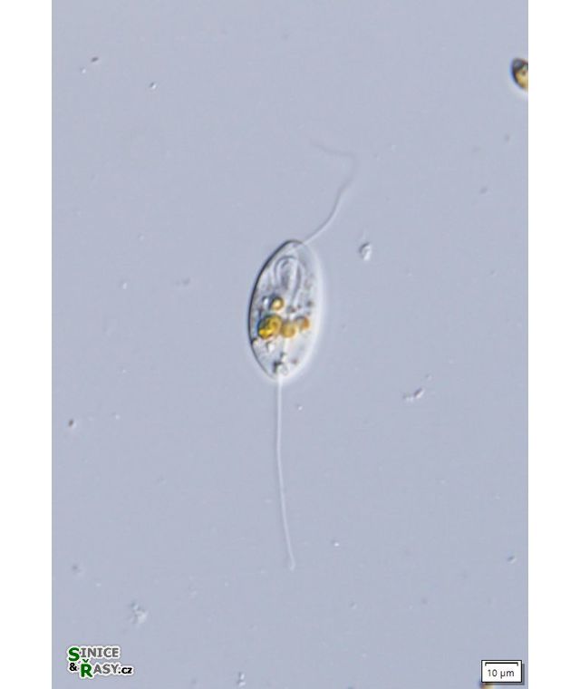 Anisonema acinus