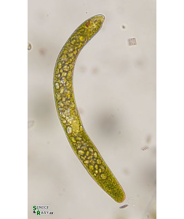 Euglena ehrenbergii