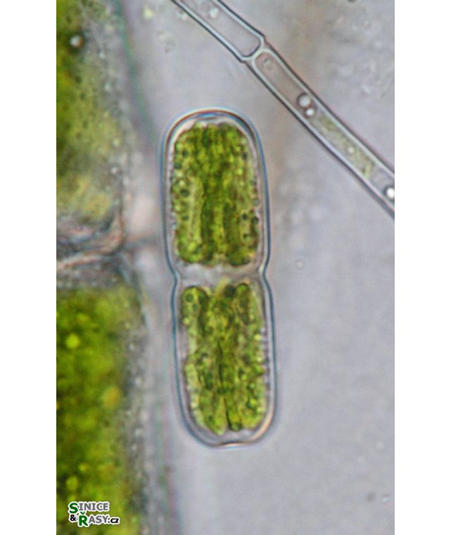Actinotaenium crassiusculum