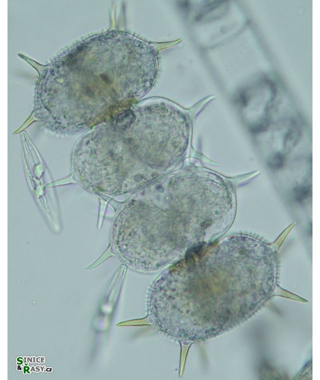 Xanthidium antilopeum
