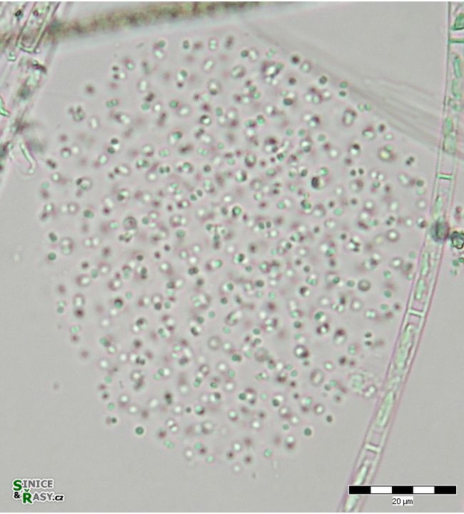 Aphanocapsa delicatissima