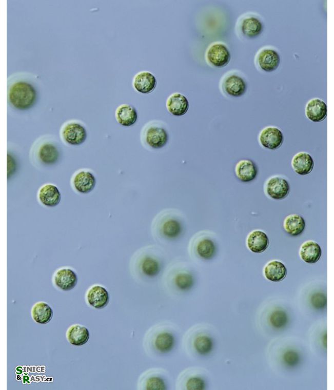 Tetraspora gelatinosa