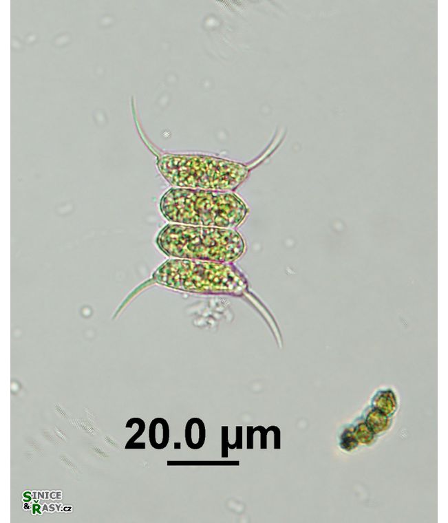 Desmodesmus communis