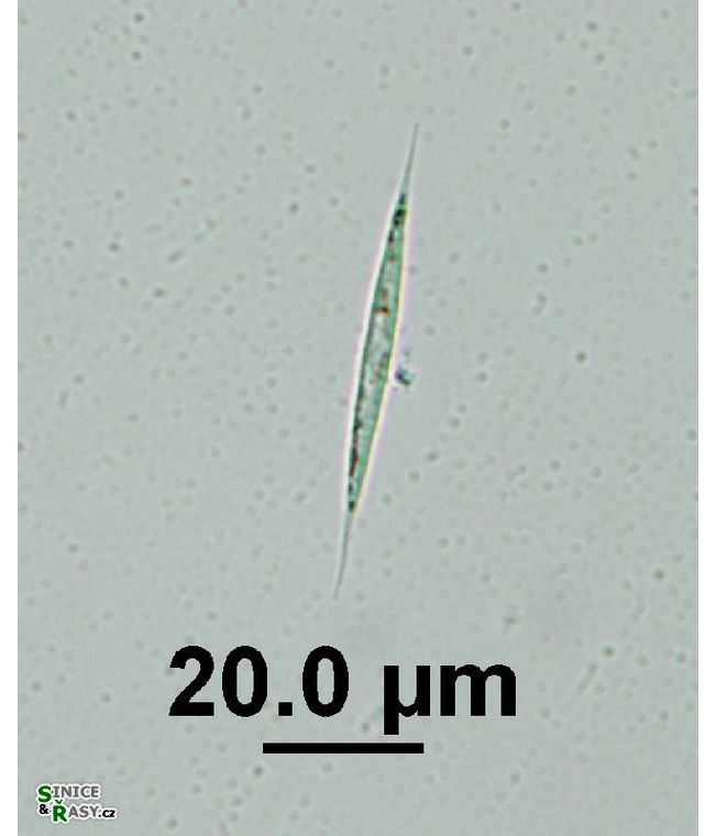 Schroederia setigera