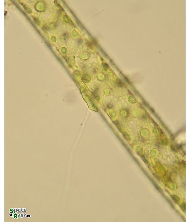 Aphanochaete repens