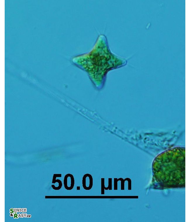 Polyedriopsis spinulosa