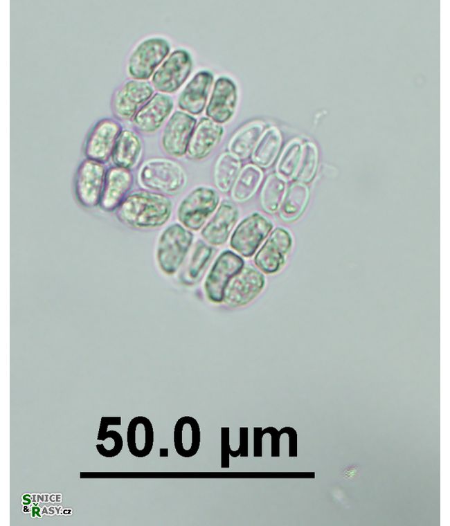 Willea irregularis