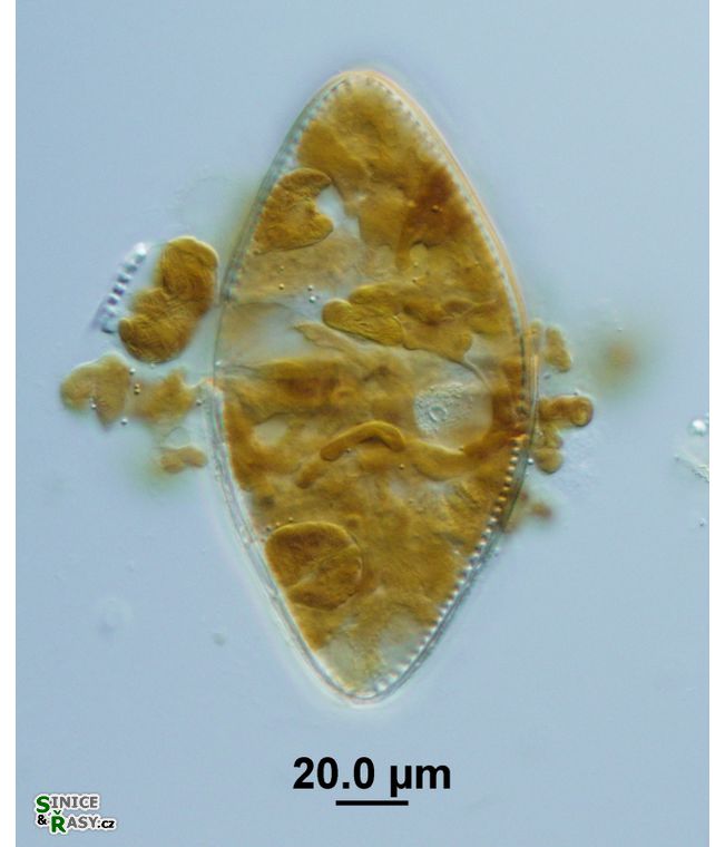 Surirella elliptica