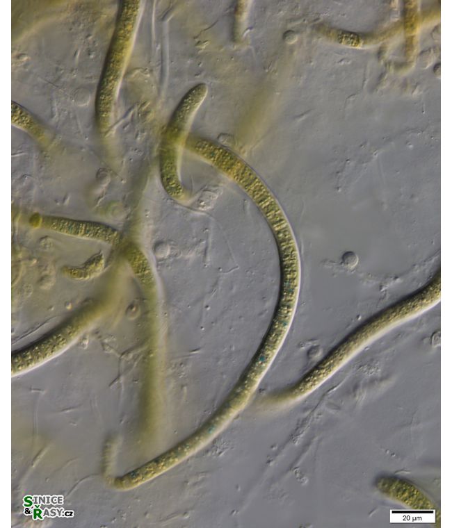 cf. Scytonematopsis