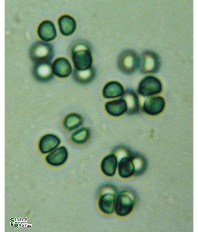 Eucapsis cf. paralelepipedon