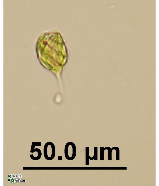 Monomorphina pyrum
