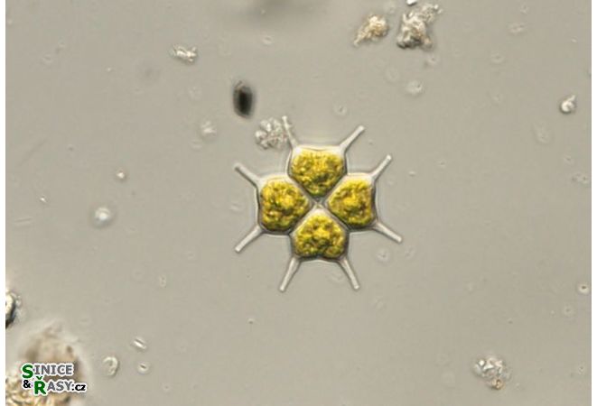 Pseudopediastrum brevicorne
