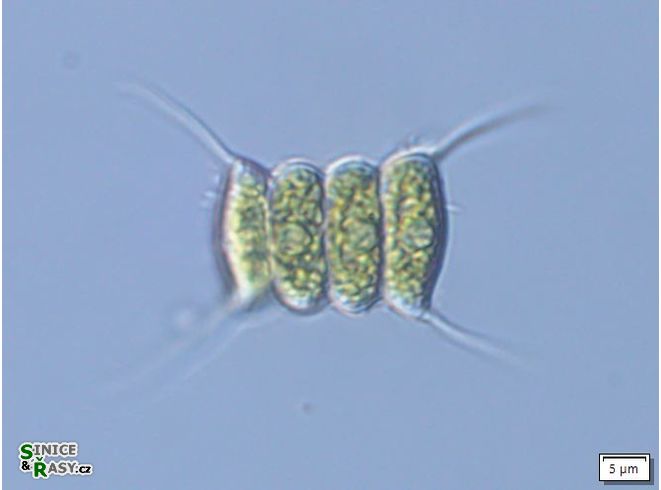 Desmodesmus communis