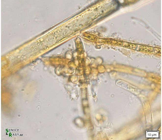 Chrysosphaera paludosa
