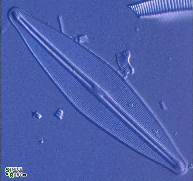 Frustulia rhomboidea