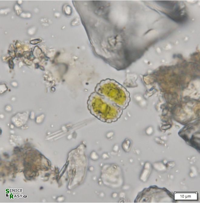Cosmarium subcostatum