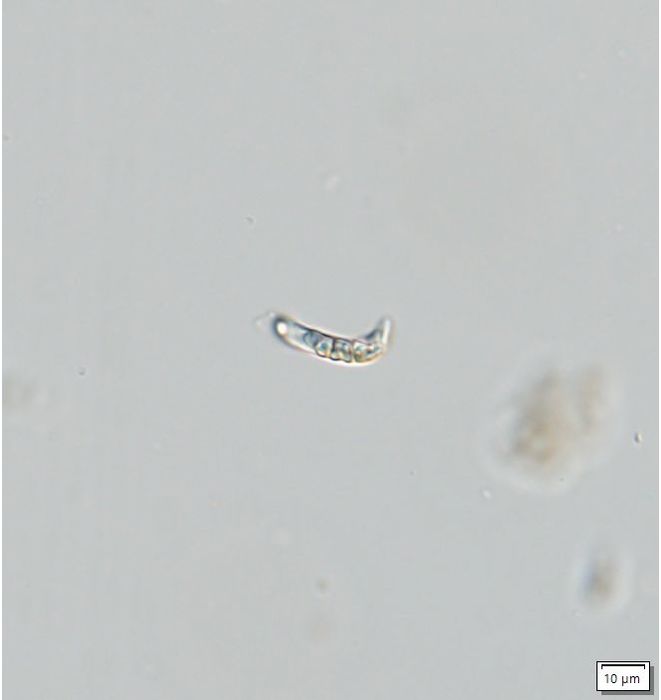 Menoidium minimum