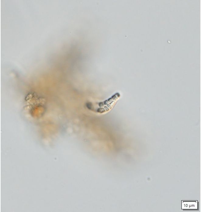 Menoidium minimum