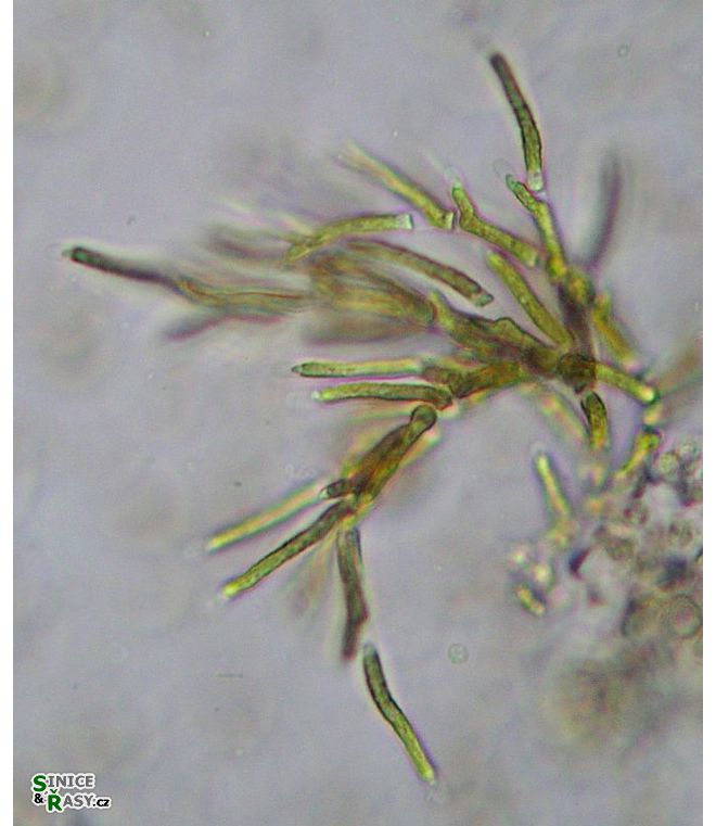 Microthamnion strictissimum