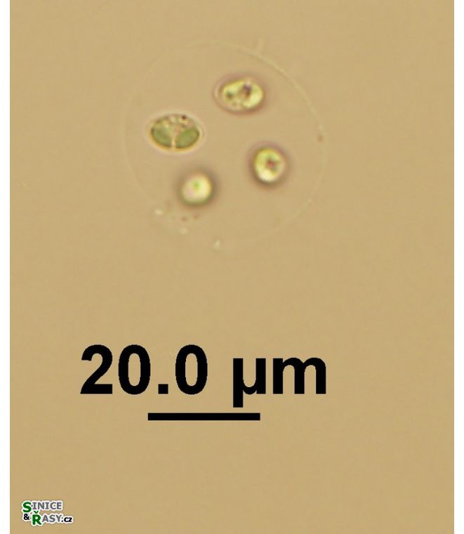 Oocystis lacustris 