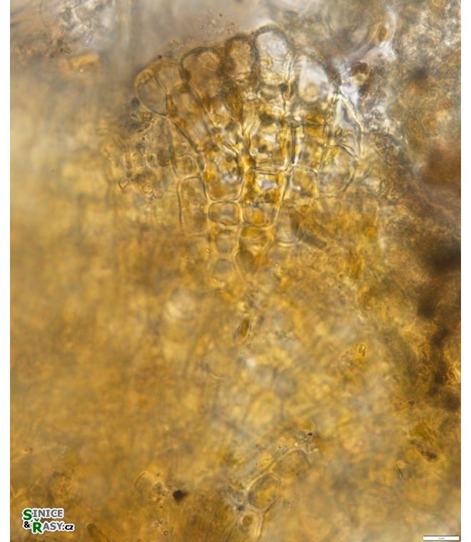 Heribaudiella fluviatilis