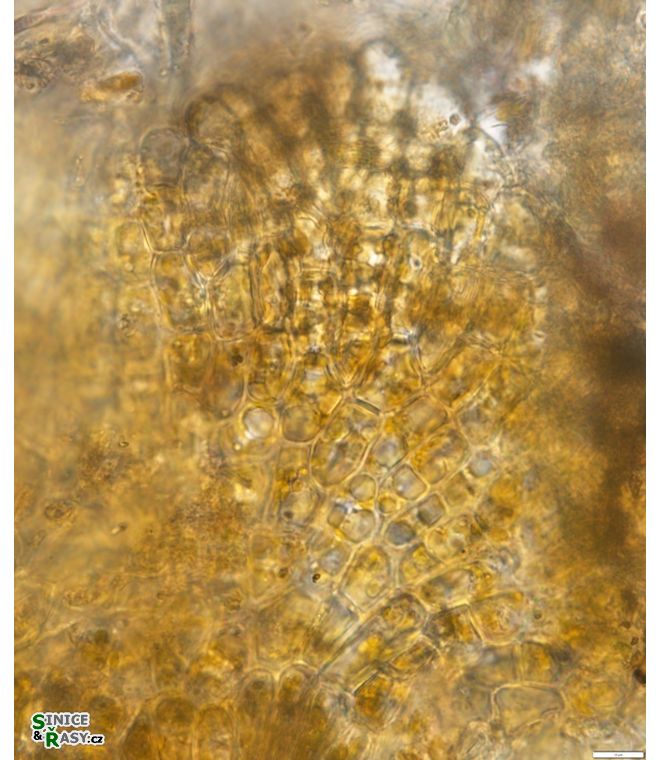 Heribaudiella fluviatilis