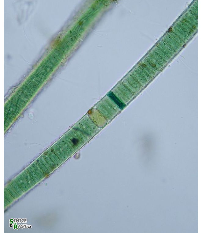 Scytonema crispum