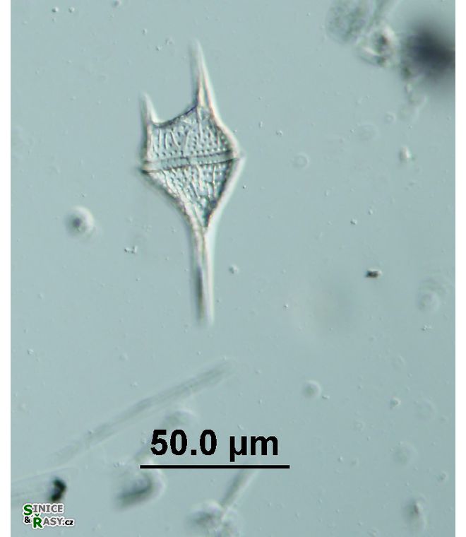 Tripos lineatus 