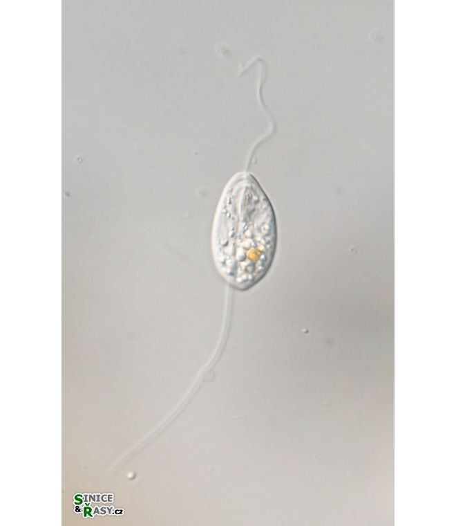 Anisonema acinus