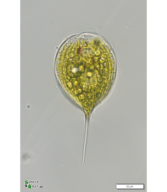 Phacus convexus