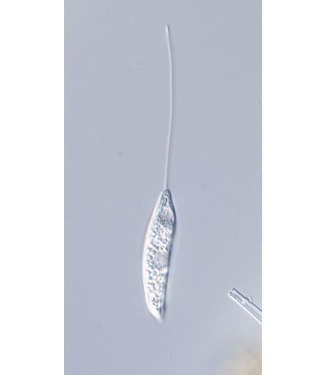 Pseudoperanema curvicauda