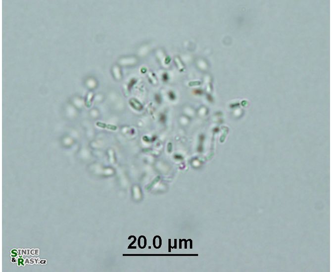 Cyanodictyon planctonicum