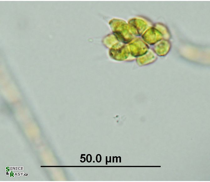 Pyrobotrys minima