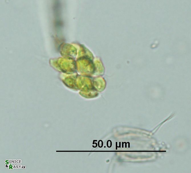 Pyrobotrys minima