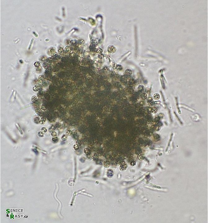 Pseudanabaena mucicola