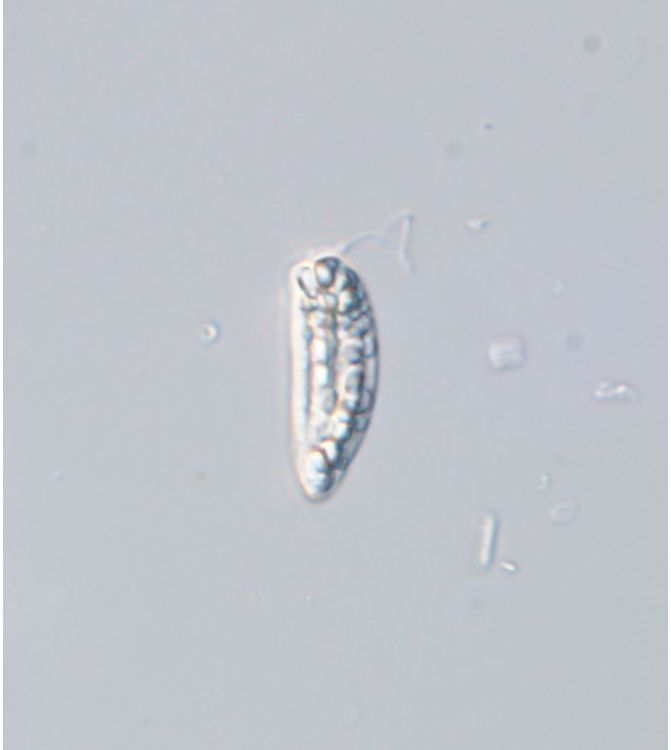 Rhabdomonas costata