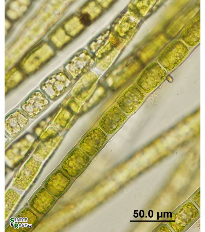 Microspora witrockii