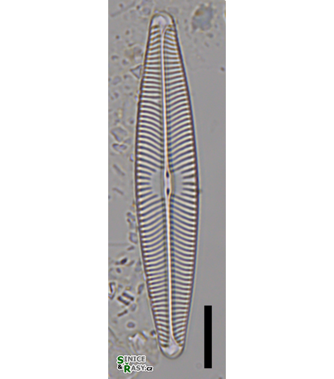Navicula lanceolata