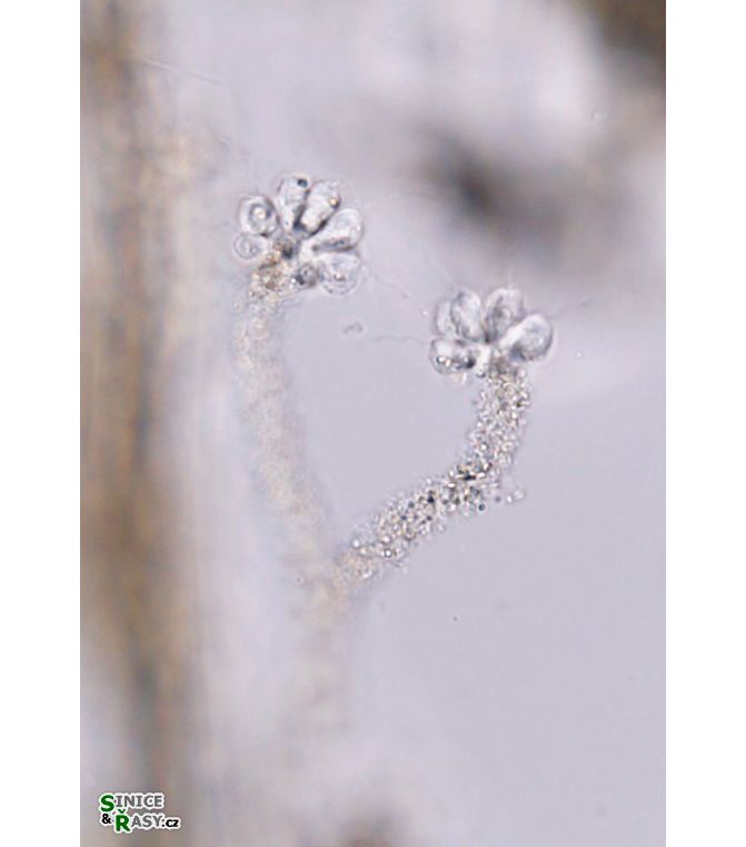 Anthophysa vegetans