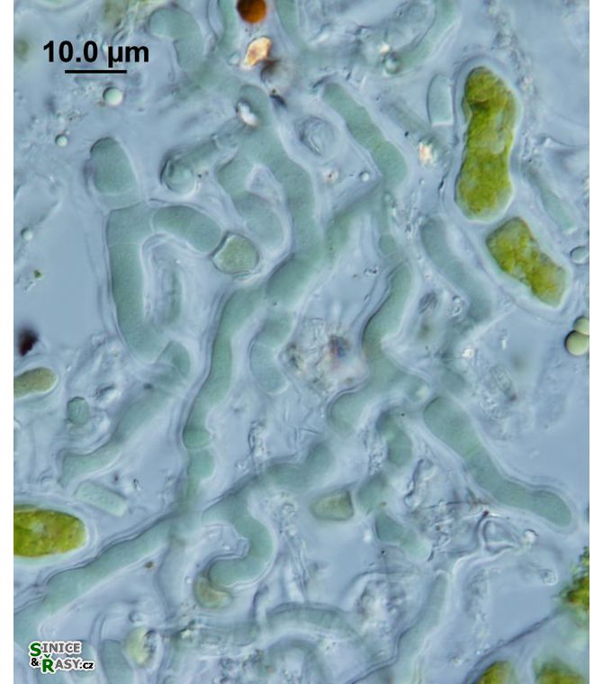 Mastigocoleus testarum
