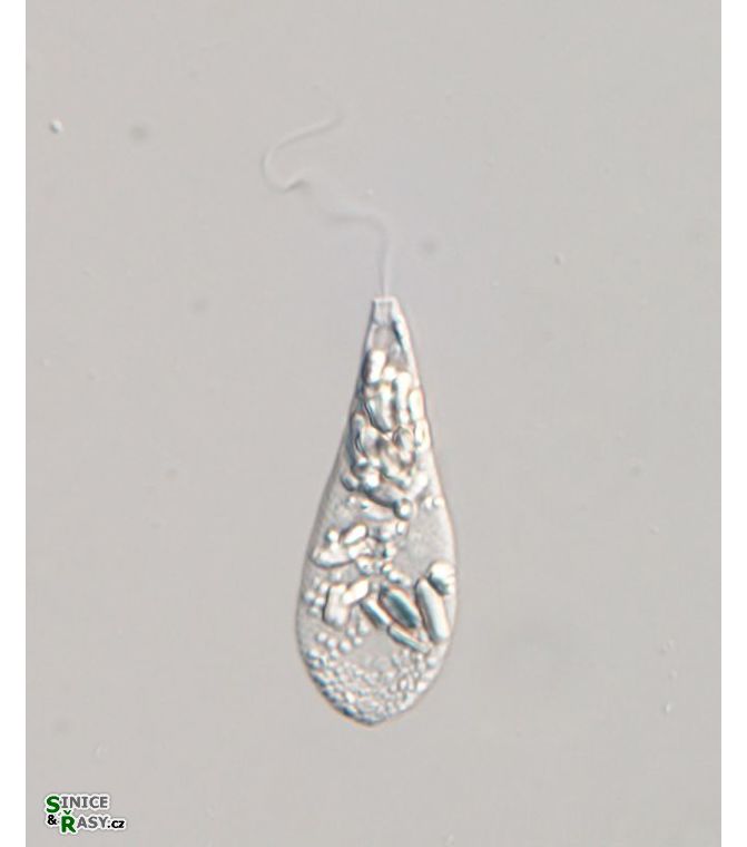 Astasia lagenula