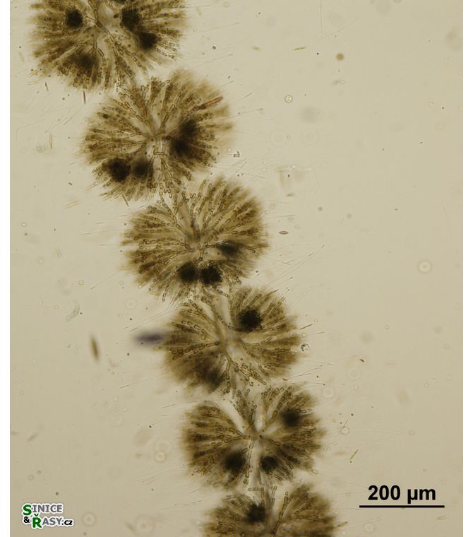 Batrachospermum turfosum