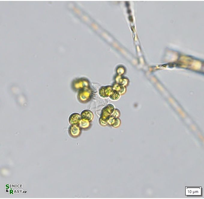 Westella botryoides