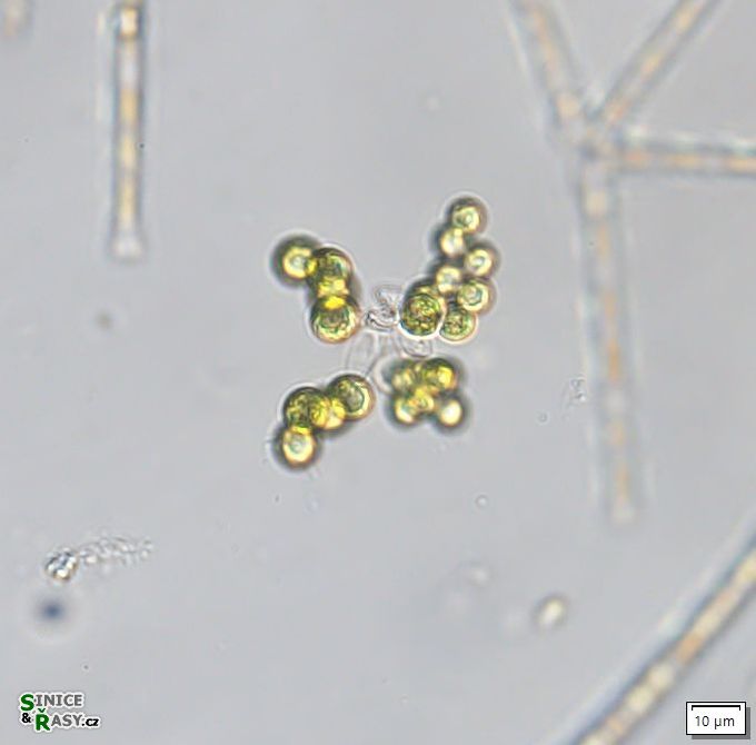 Westella botryoides