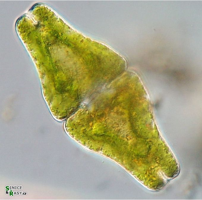 Euastrum ansatum