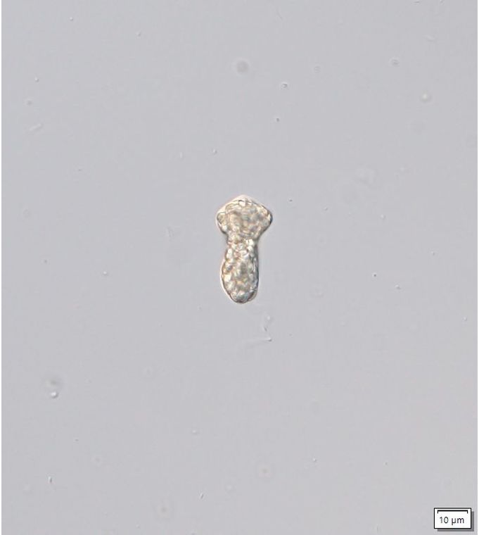 Distigma glabrum