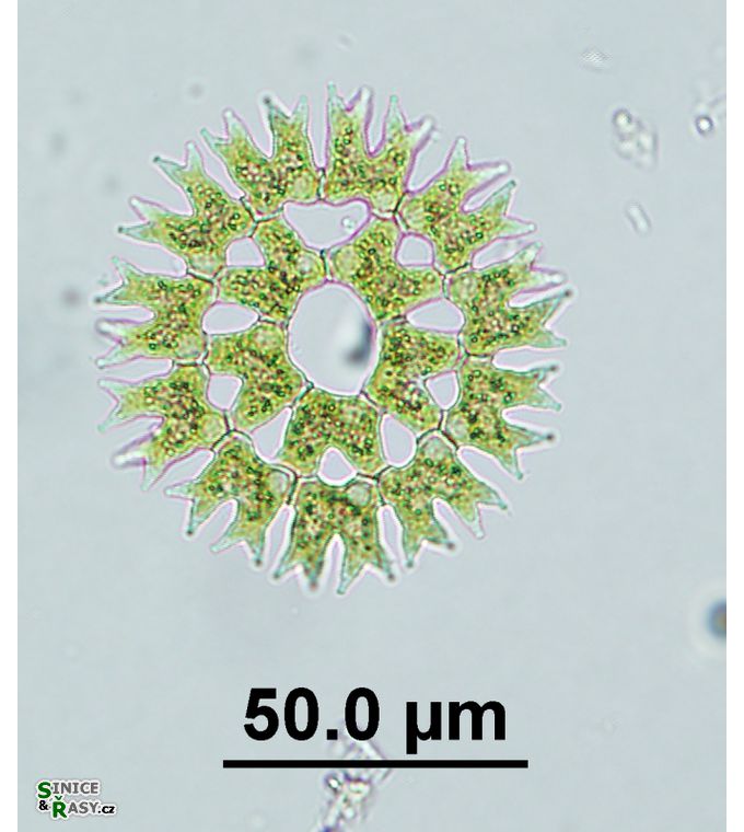 Parapediastrum biradiatum